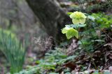 Helleborus caucasicus. Цветущее растение с завязавшимися плодами. Краснодарский край, Туапсинский р-н, долина ручья Красный Водопад, широколиственный лес. 02.04.2013.