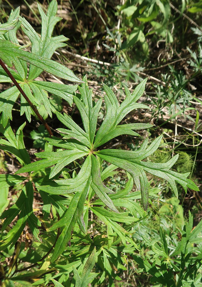 Изображение особи Aconitum baicalense.