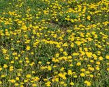 Taraxacum officinale. Верхушки цветущих растений. Казахстан, Восточно-Казахстанская обл., г. Усть-Каменогорск, правый берег р. Иртыш, стадион 09.05.2017.