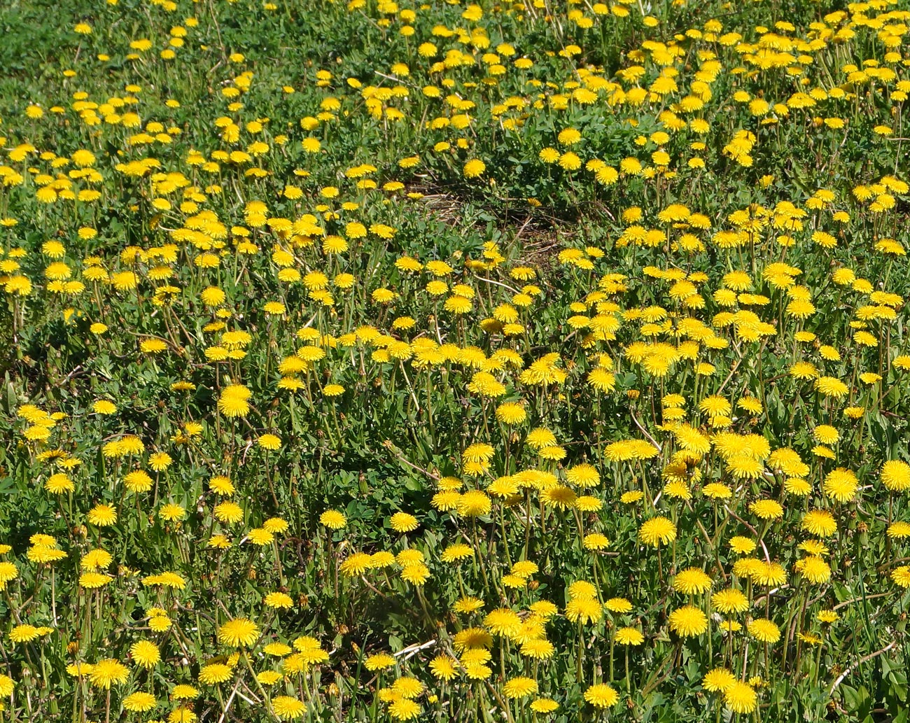 Изображение особи Taraxacum officinale.