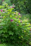 Rubus odoratus