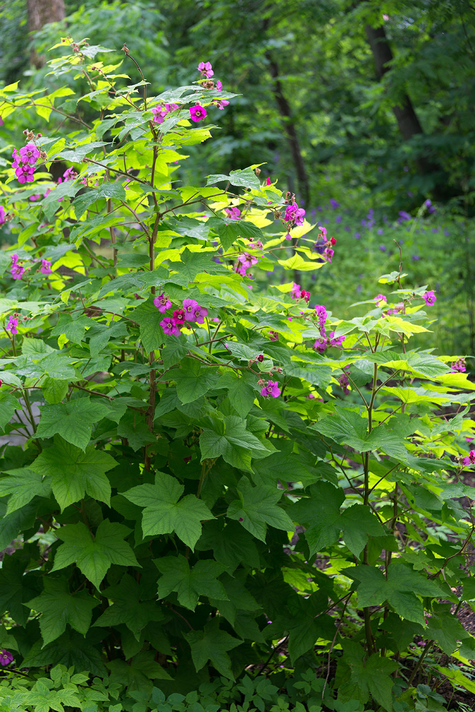 Изображение особи Rubus odoratus.