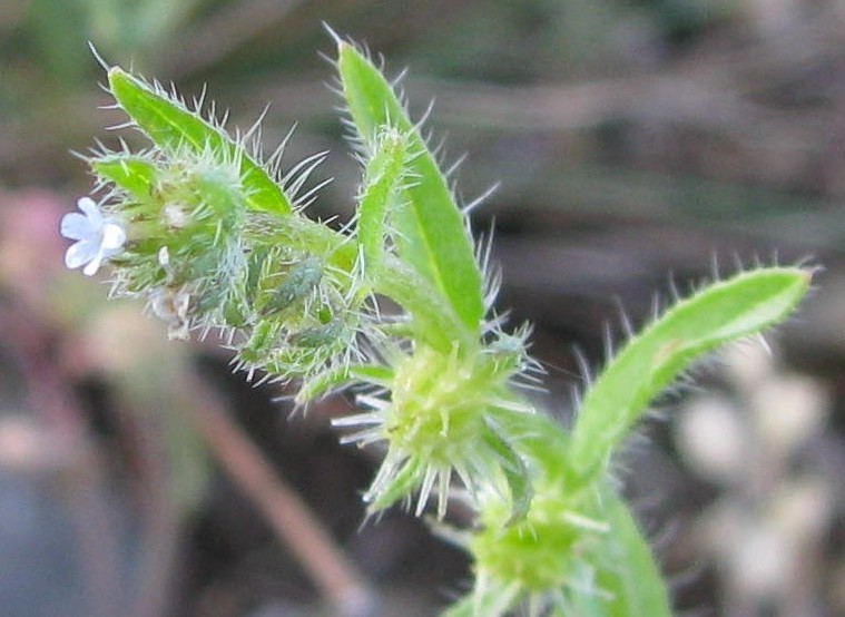 Изображение особи Lappula stricta.