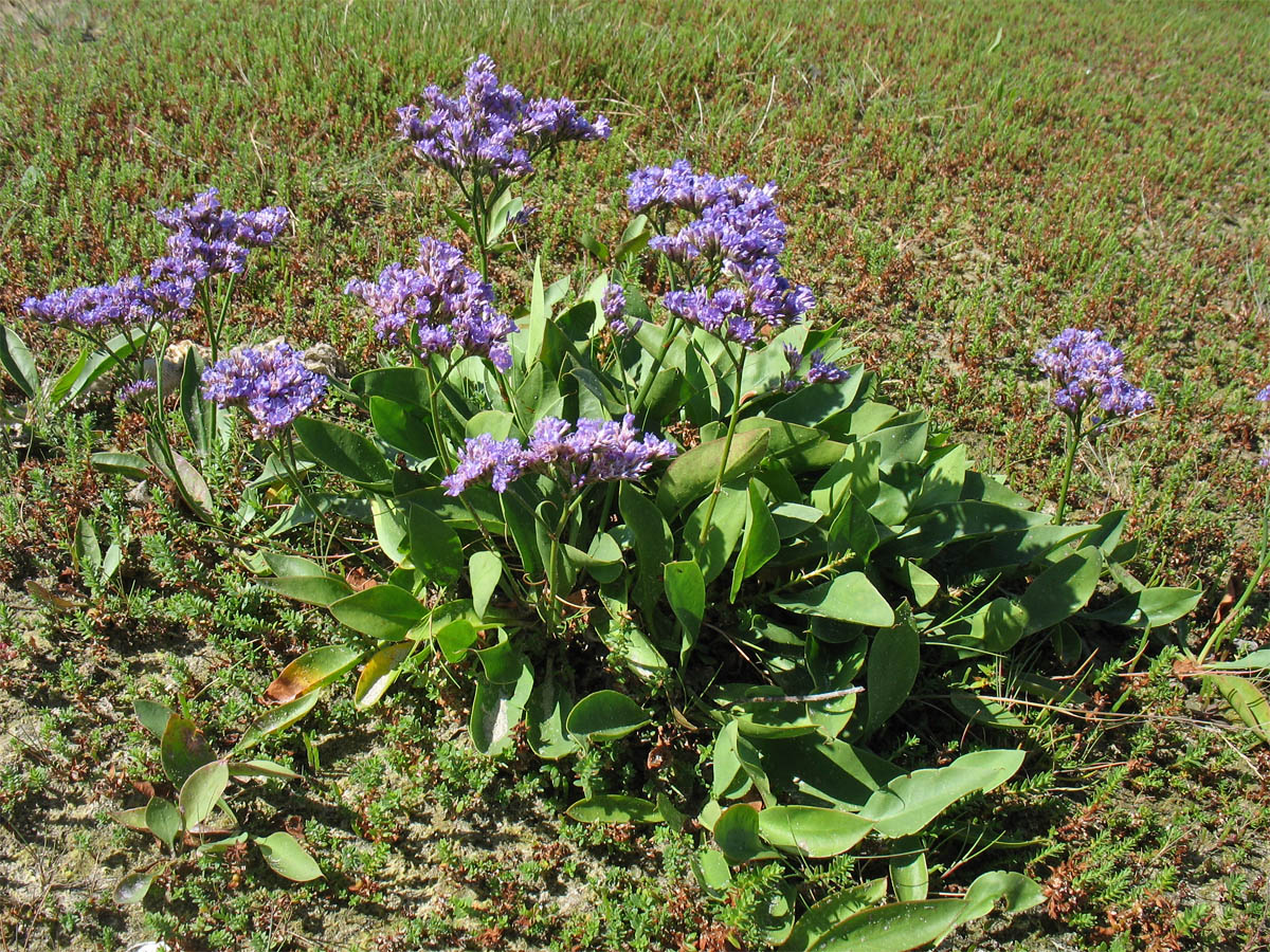 Изображение особи Limonium vulgare.