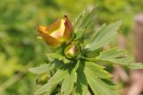 genus Trollius