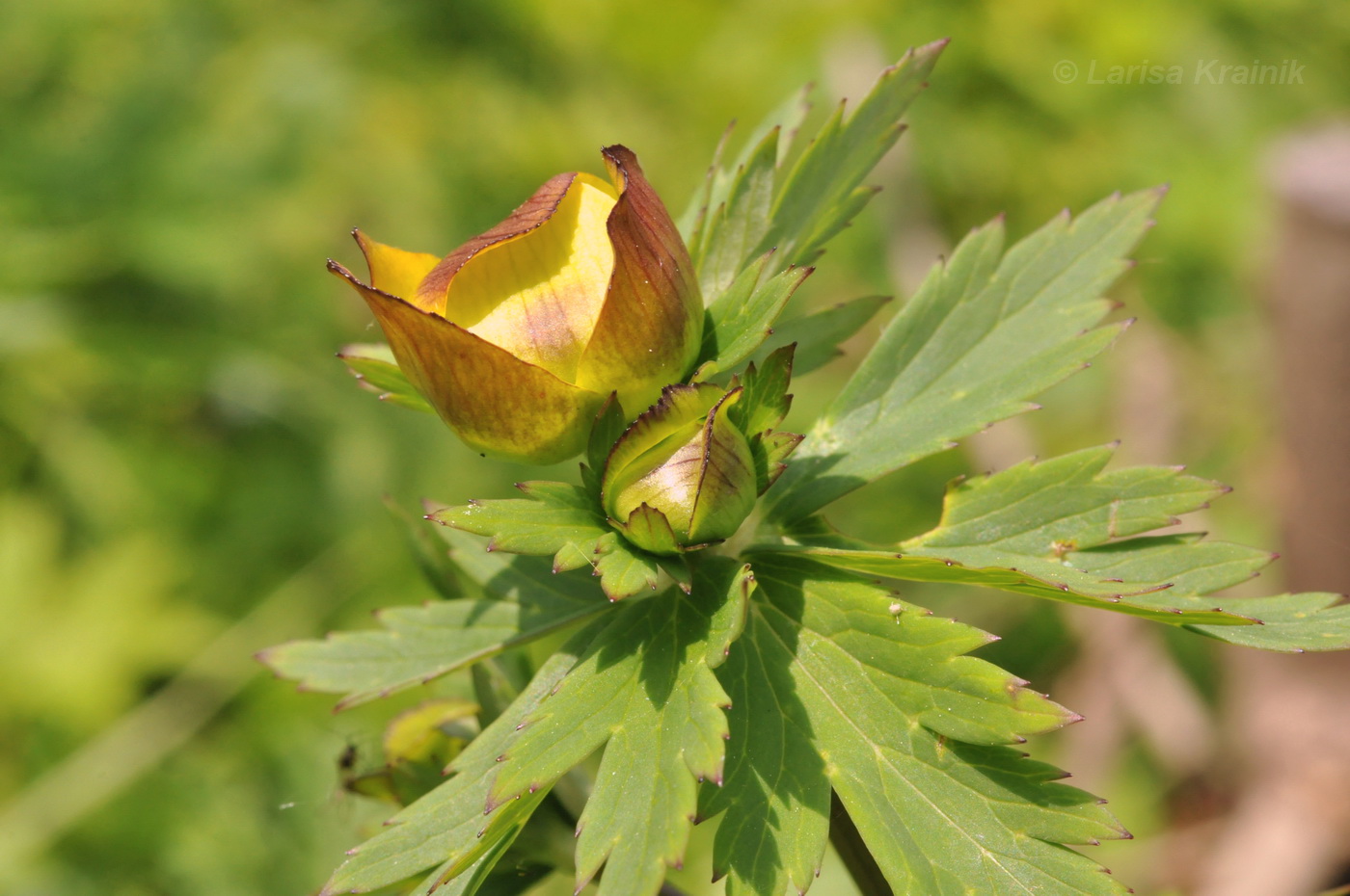 Image of genus Trollius specimen.