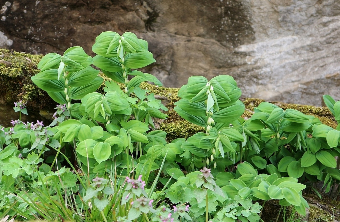 Изображение особи Polygonatum glaberrimum.