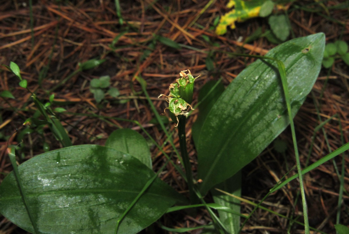 Изображение особи Liparis kumokiri ssp. sajanensis.