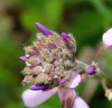 Hesperis pycnotricha