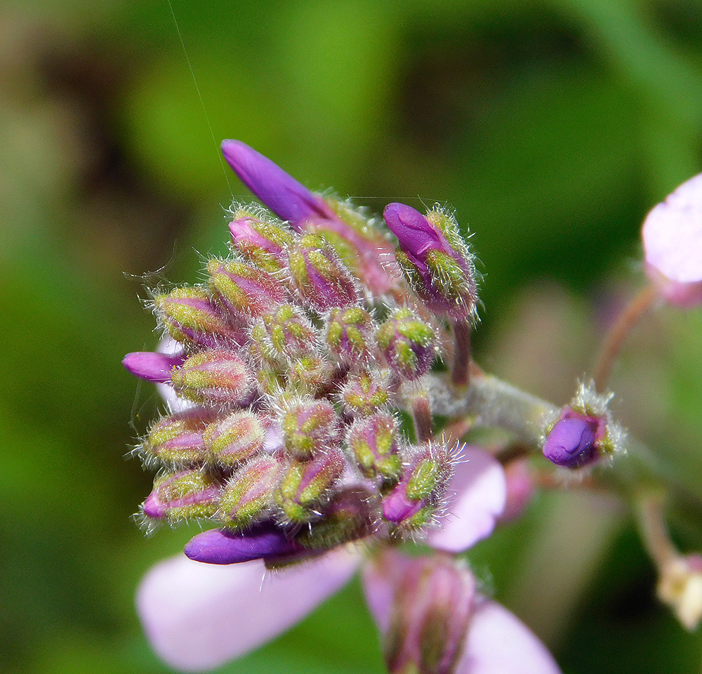 Image of Hesperis pycnotricha specimen.