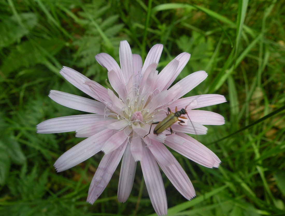 Image of Scorzonera rosea specimen.