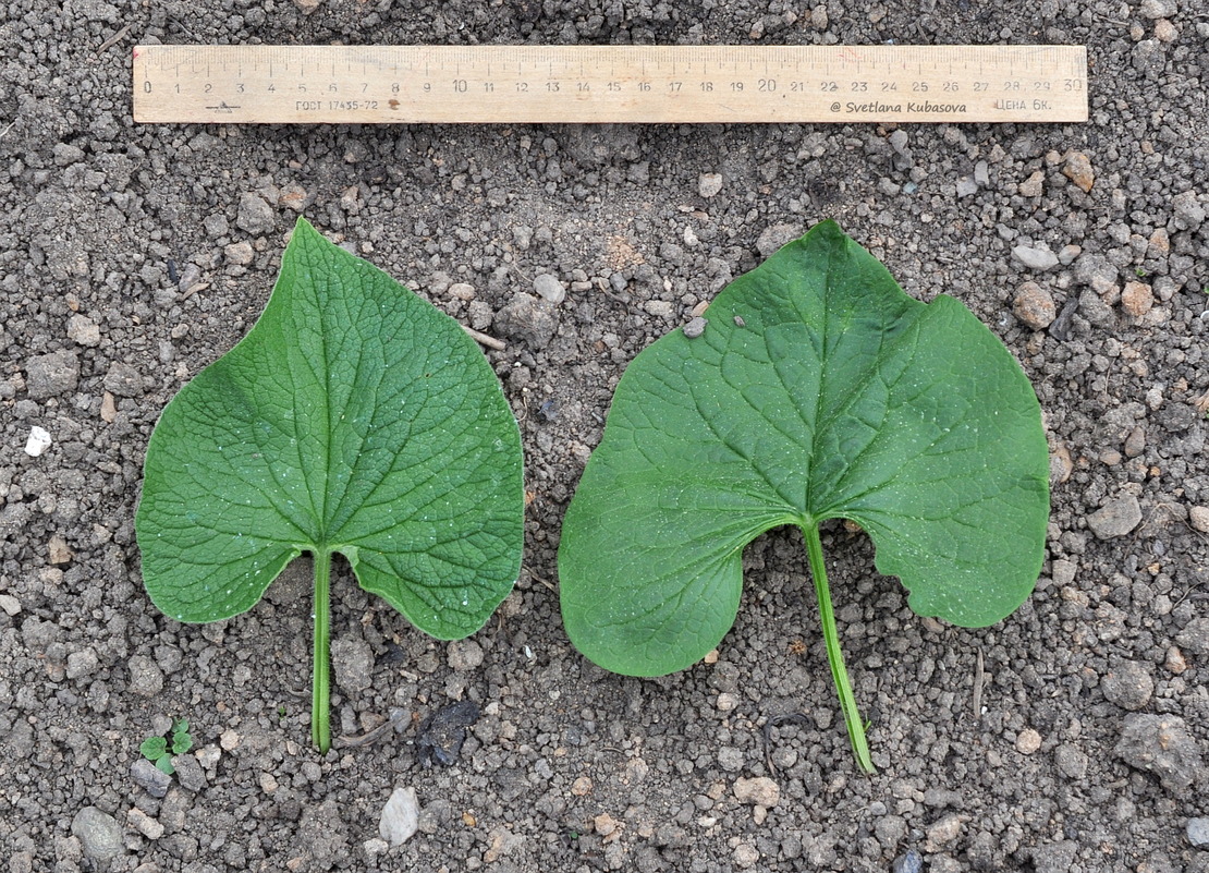 Image of genus Brunnera specimen.