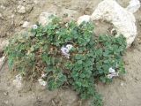 Medicago daghestanica. Цветущее растение. Дагестан, Гергебильский р-н, окр. с. Гергебиль, ок. 1000 м н.у.м., каменистое пастбище. 07.06.2019.