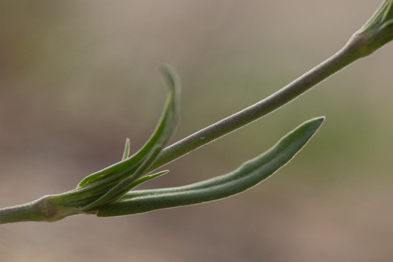 Image of Pleconax subconica specimen.