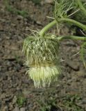 Cirsium echinus. Соцветие. Дагестан, Рутульский р-н, окр. с. Хлют, долина реки, обочина шоссе. 4 июня 2019 г.