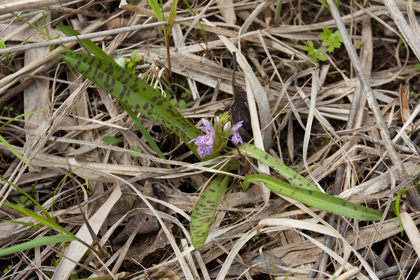 Изображение особи Dactylorhiza baltica.