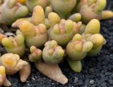Mesembryanthemum cryptanthum
