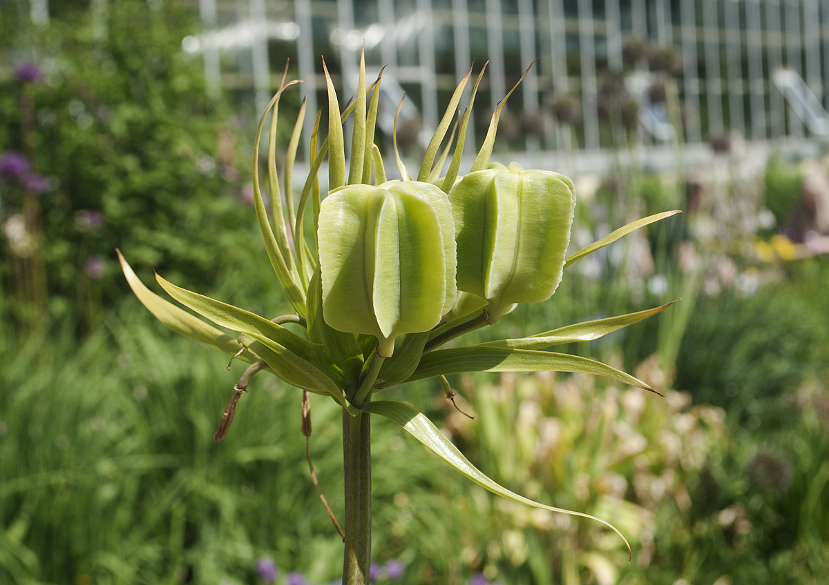 Изображение особи Fritillaria imperialis.