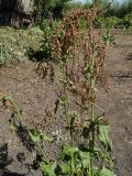 Rumex acetosa. Верхушки плодоносящих растений. Казахстан, Восточно-Казахстанская обл., Уланский р-н, окр. с. Украинка, дачный участок, в культуре. 09.07.2014.