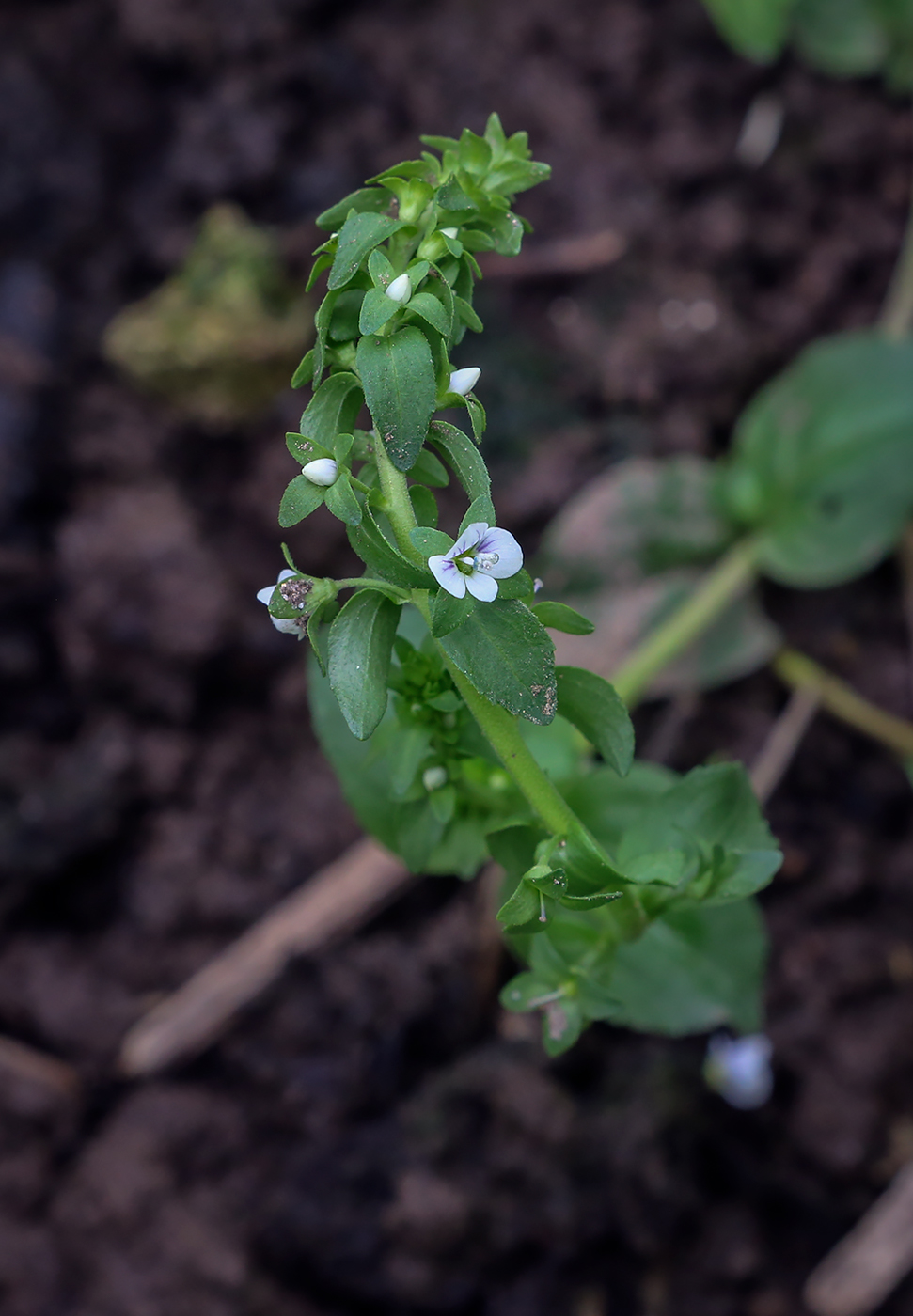 Изображение особи Veronica serpyllifolia.