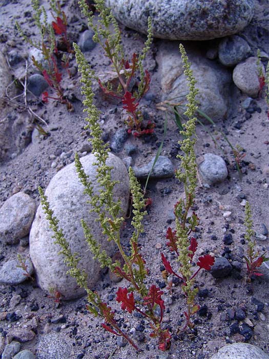 Image of Dysphania botrys specimen.