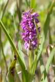 Dactylorhiza incarnata. Верхушка цветущего растения с повреждёнными листьями. Ленинградская обл., Гатчинский р-н, окр. дер. Авколево, карьер \"Елизаветино\", сырое каменистое понижение на месте выработки известняка. 16.06.2019.