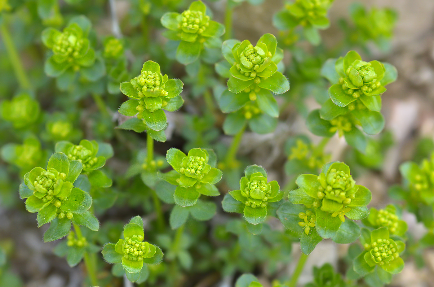 Image of genus Cruciata specimen.