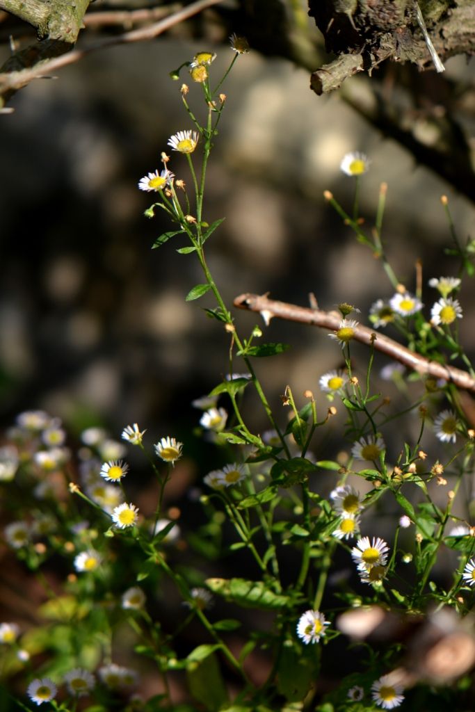 Image of Erigeron annuus specimen.