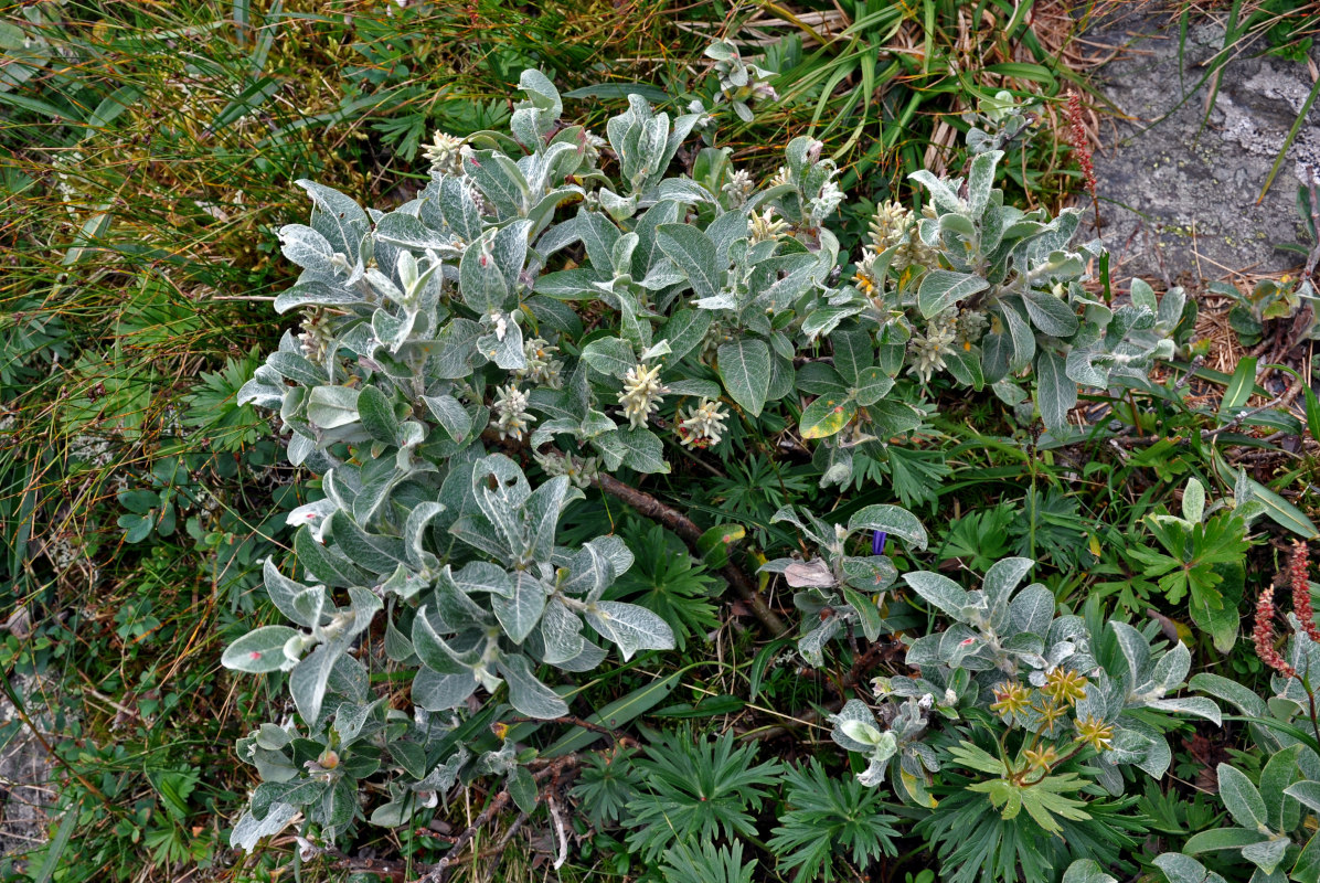 Изображение особи Salix glauca.