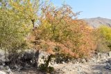 Crataegus turkestanica. Плодоносящее дерево в осенней окраске. Узбекистан, Навоийская обл., Нуратинский р-н, Нуратинский хр., ущ. р. Кичиксай, каменистое русло реки. 29.10.2019.