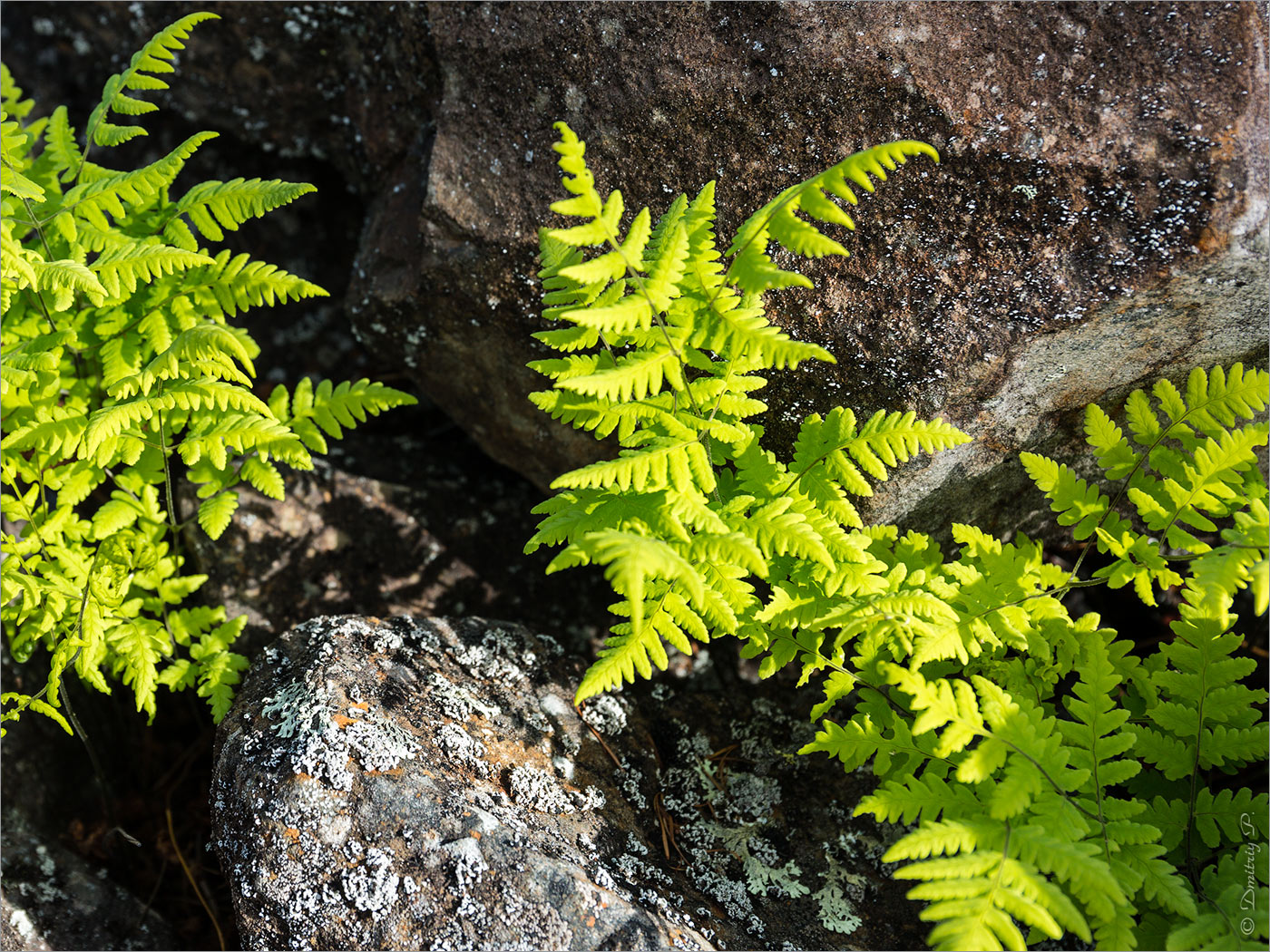 Изображение особи Gymnocarpium continentale.