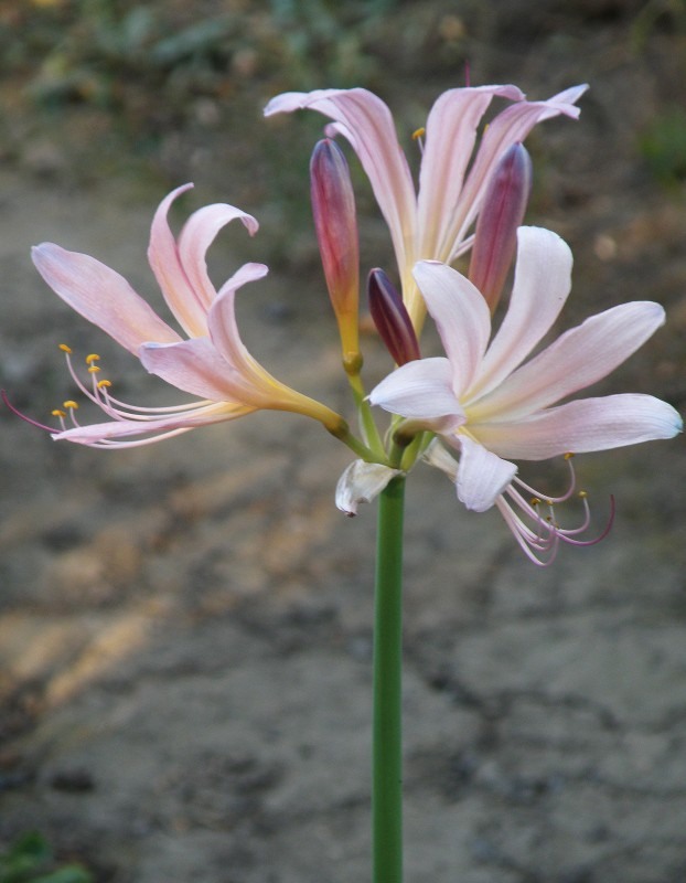 Image of Lycoris squamigera specimen.