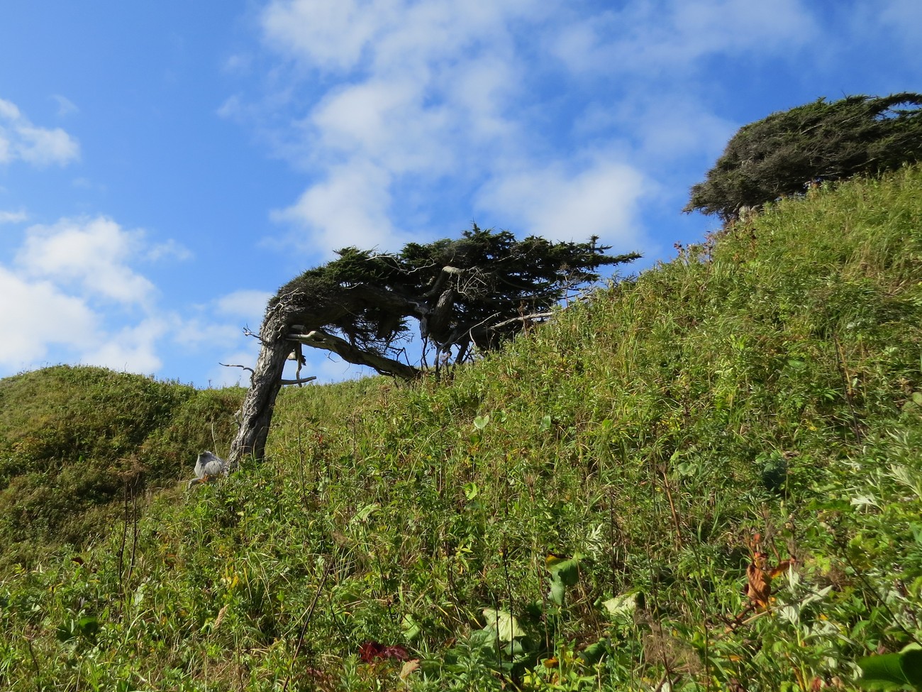 Image of Larix kamtschatica specimen.