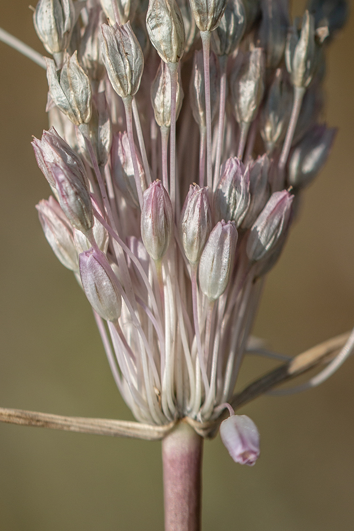 Image of genus Allium specimen.