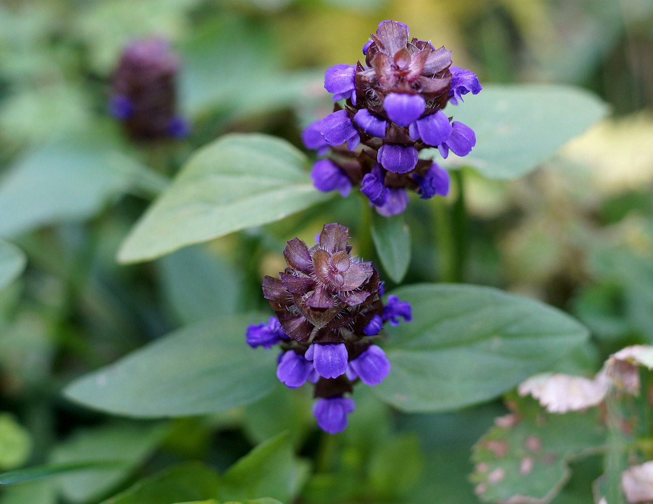 Изображение особи Prunella vulgaris.