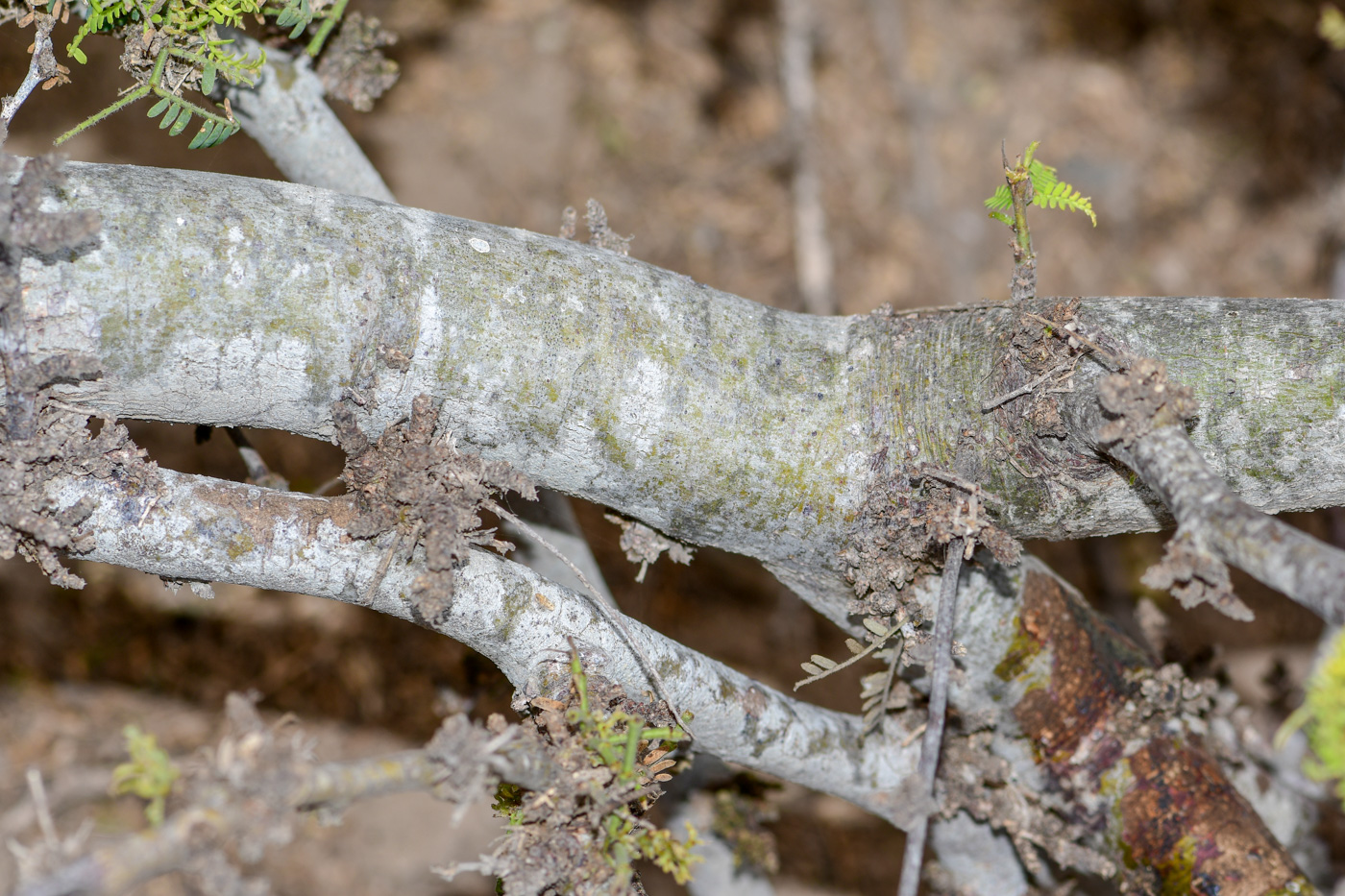 Image of Prosopis pallida specimen.