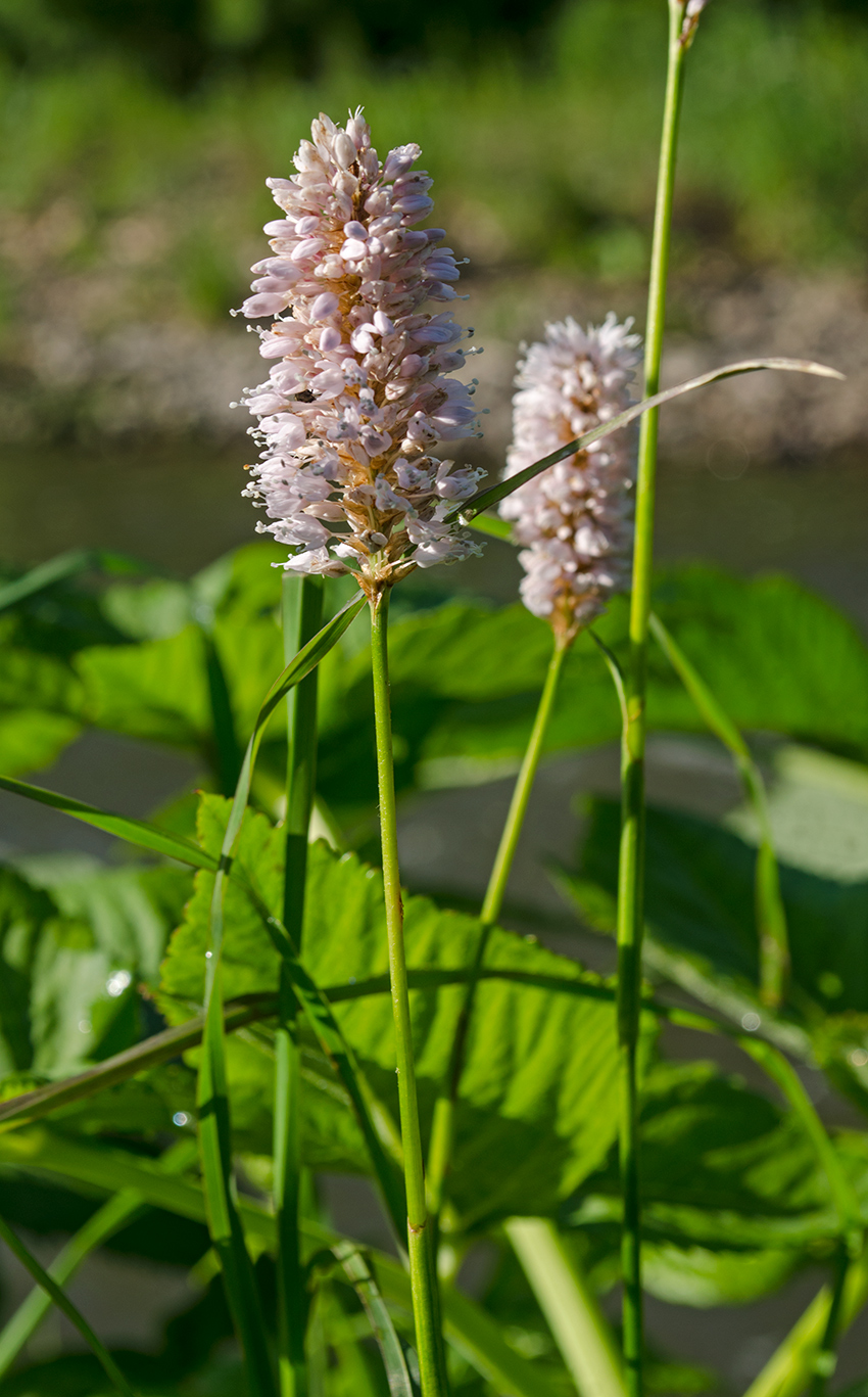 Изображение особи Bistorta officinalis.