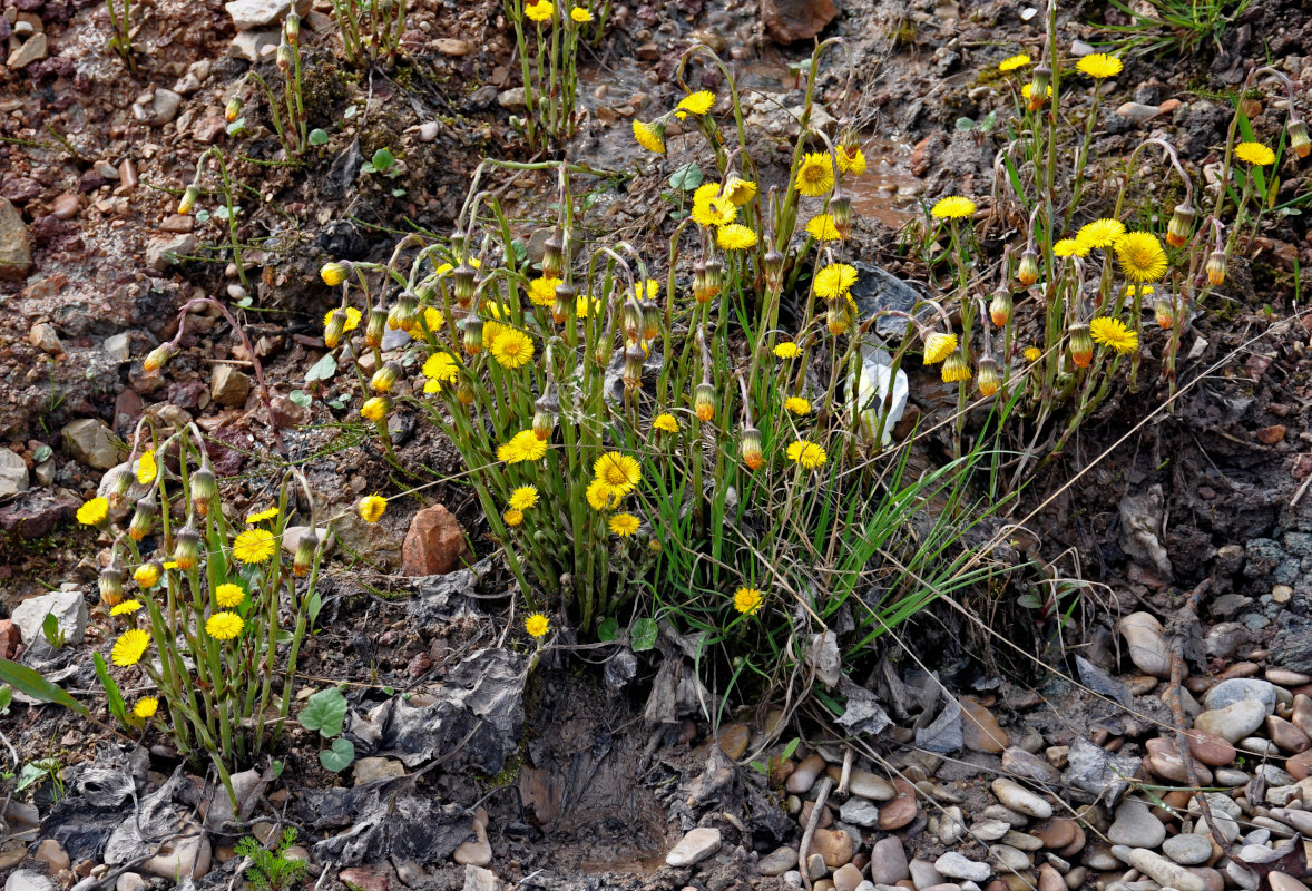 Image of Tussilago farfara specimen.