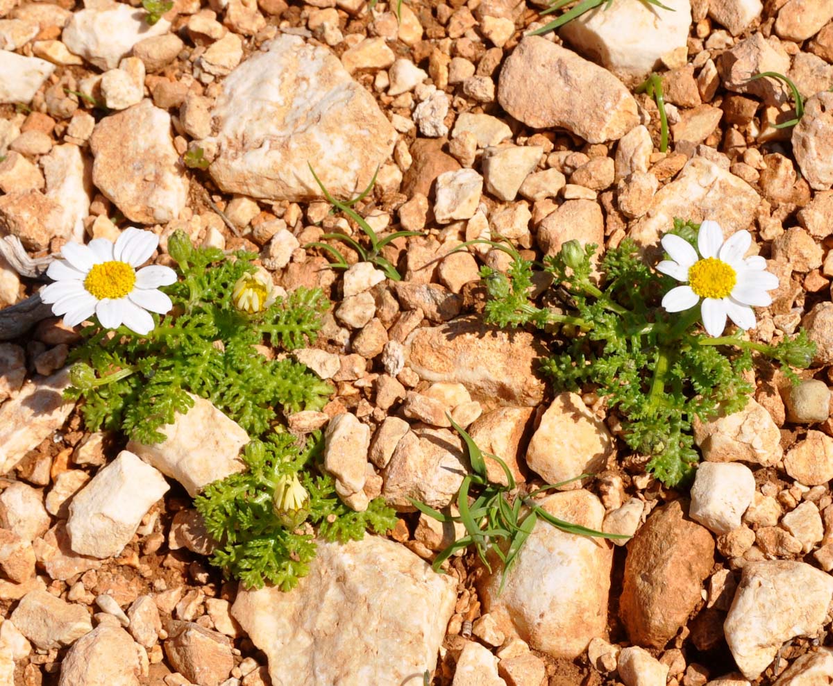 Изображение особи род Anthemis.