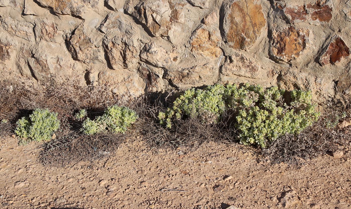 Image of Atriplex holocarpa specimen.