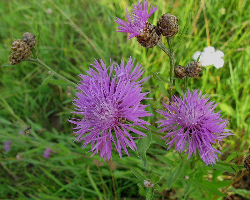 Изображение особи Centaurea jacea.