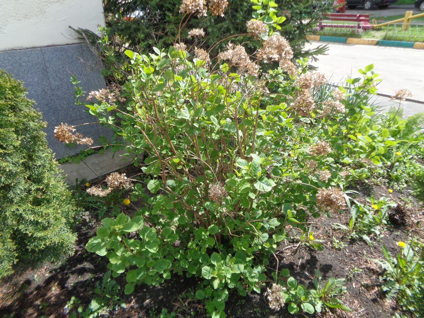 Image of Hydrangea arborescens specimen.