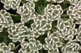 Zosima absinthifolia