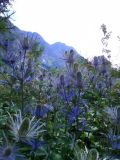 Eryngium alpinum