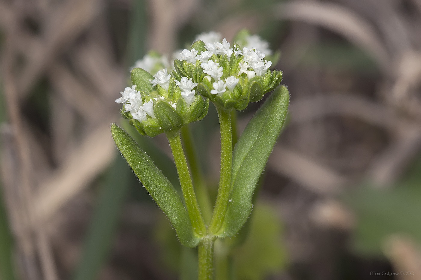 Изображение особи Valerianella turgida.