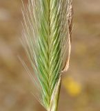 род Hordeum