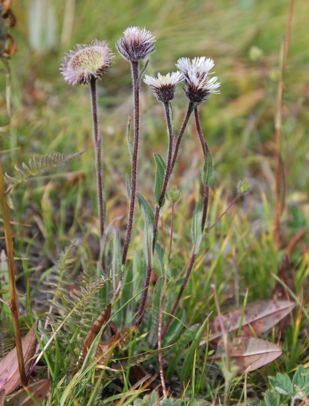 Image of Erigeron eriocalyx specimen.