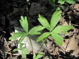 Anemone banketovii. Листья, поражённые ржавчинным грибом (вероятно, Tranzschelia discolor). Краснодарский край, Абинский р-н, хребет Папай, ок. 800 м н.у.м., лес. 14.05.2020.