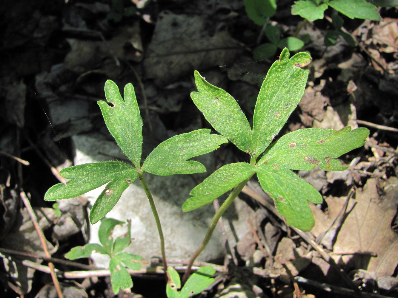 Image of Anemone banketovii specimen.