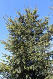 Pseudotsuga menziesii. Верхушка растения с микростробилами, молодыми и прошлогодними шишками. Беларусь, г. Минск, парк Грековой, декоративное озеленение. 23.05.2020.